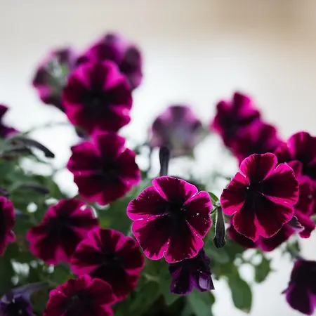 Adelinas' أرغوستولي