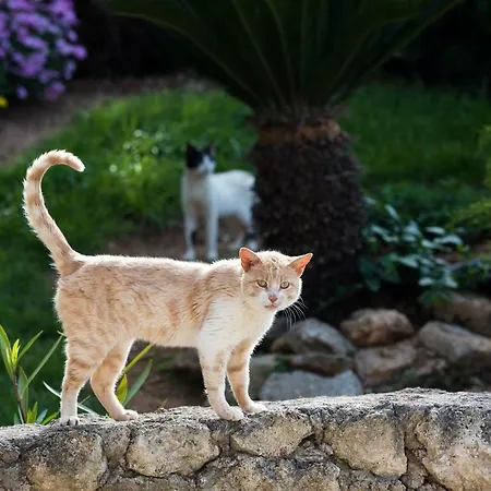 דירה Adelinas' ארגוסטולי
